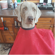 Dog in Barber Chair