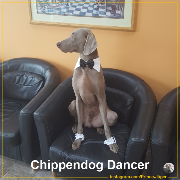 Chippendog Dancer?